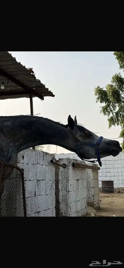 خيل شعبي 1