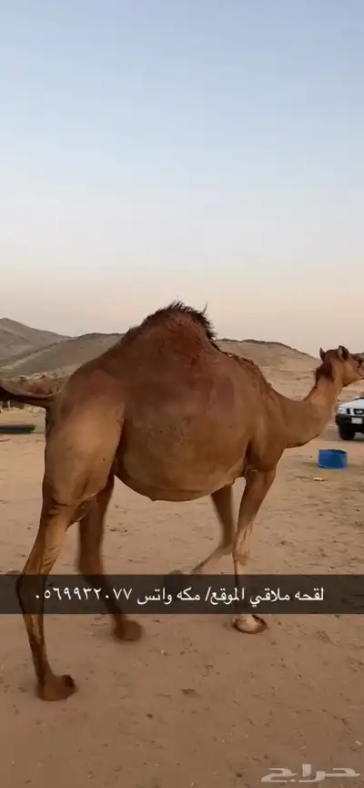 ناقه لقحه جنب 8