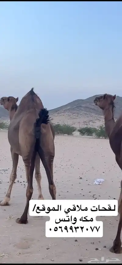 ناقه لقحه جنب 3