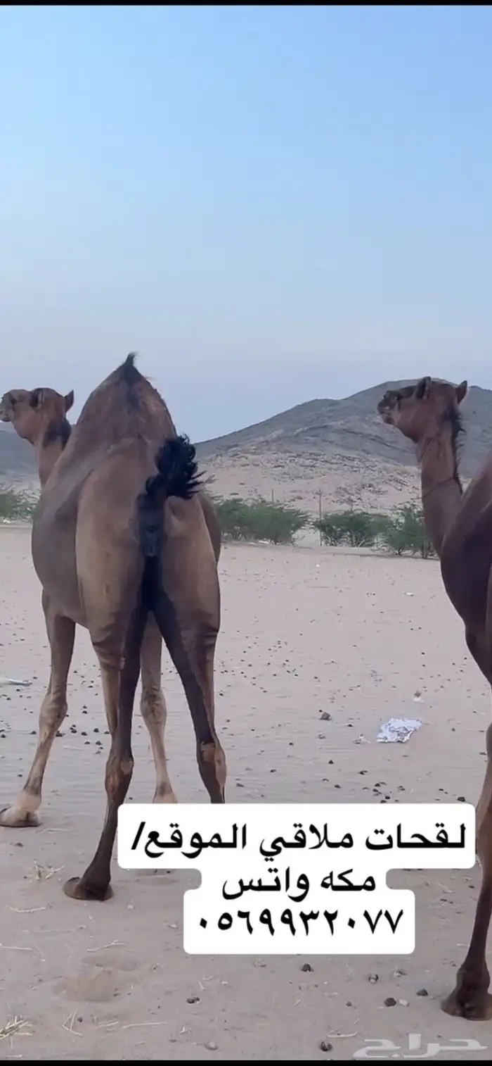ناقه لقحه جنب (( تم البيع )) 3