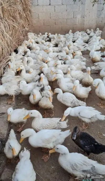 بط بكيني 0