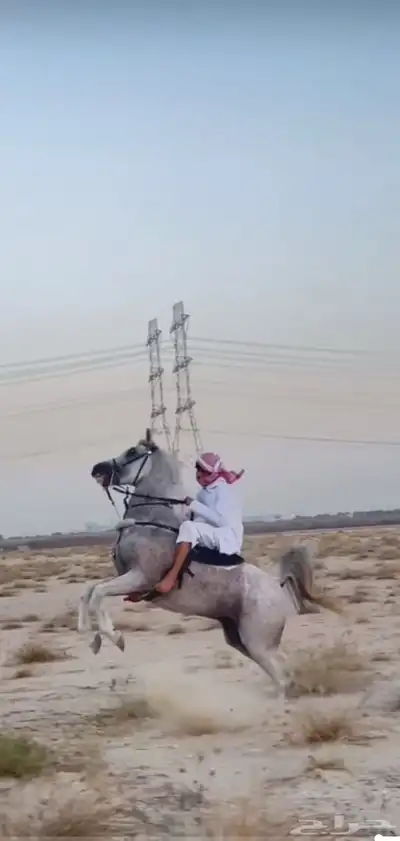 حصان 2