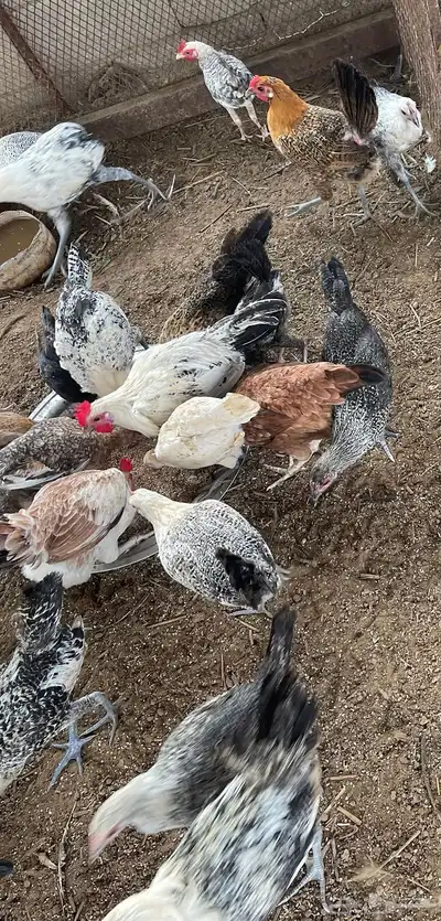 دجاج منوع بأسعار مناسبة 2