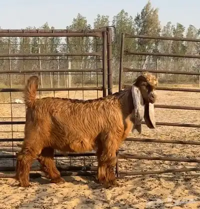 مشروع فحل عارضي 1