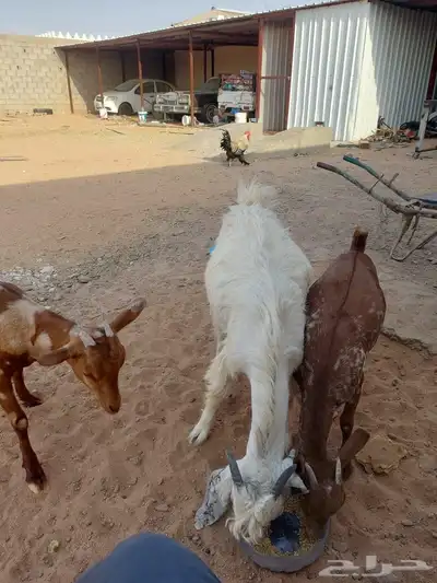 بهم للبيع 2