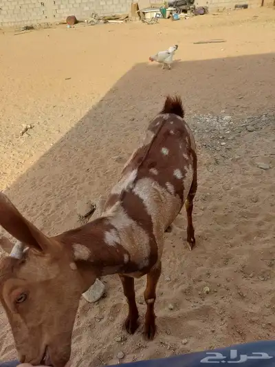 بهم للبيع 4