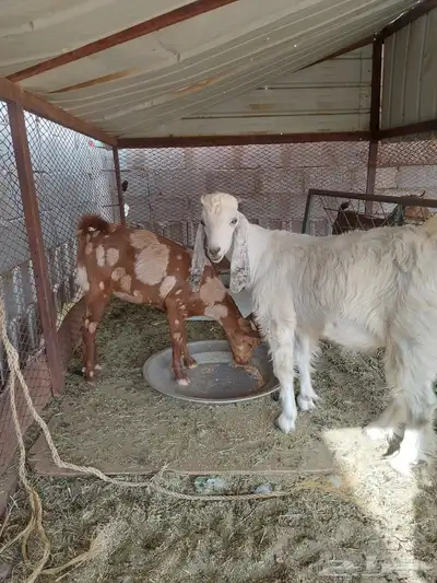 بهم للبيع 5