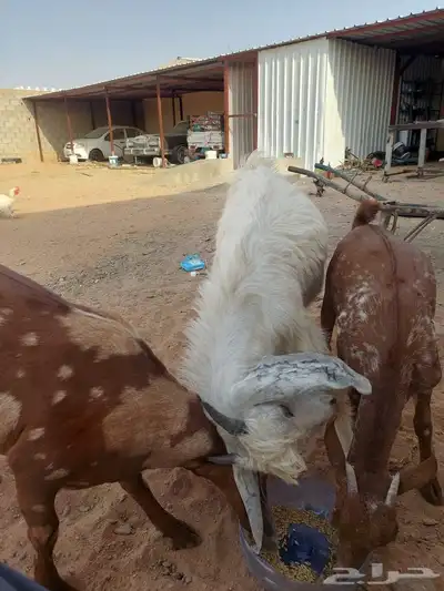 بهم للبيع 1