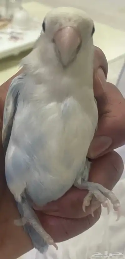 طير روز العمر 4 شهور 8