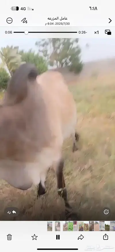 ثور يضرب ع مسؤليتي الموقع القحمه ع السوم 0