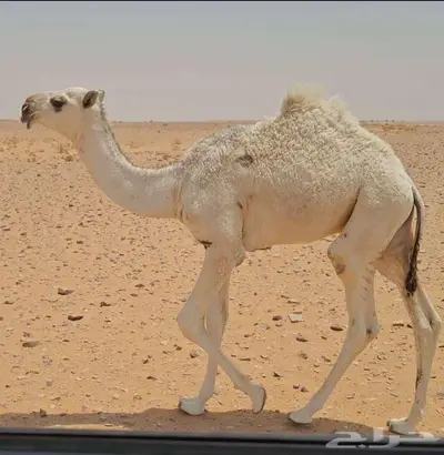 قعود اوضح 0