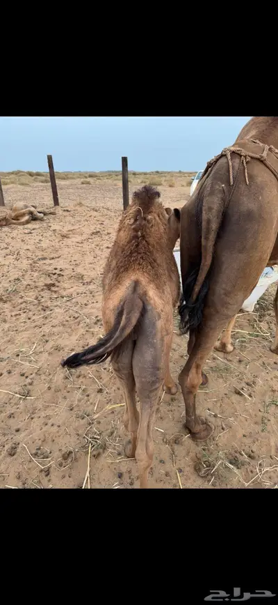 قعود ساحلي للبيع 1