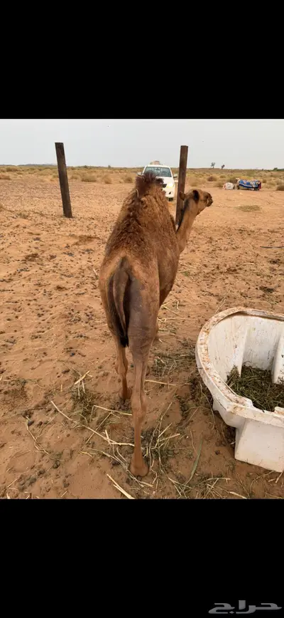 قعود ساحلي للبيع 2