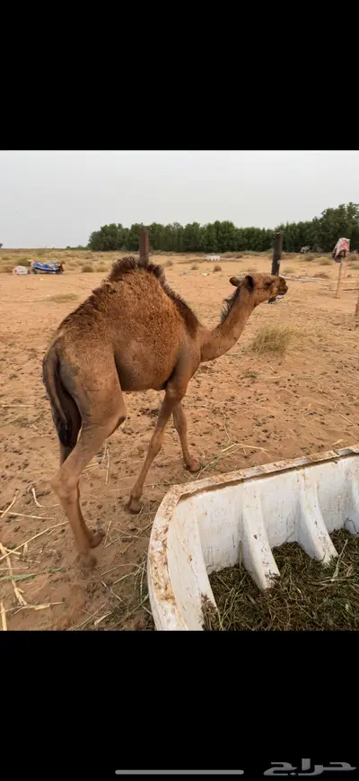 قعود ساحلي للبيع 0