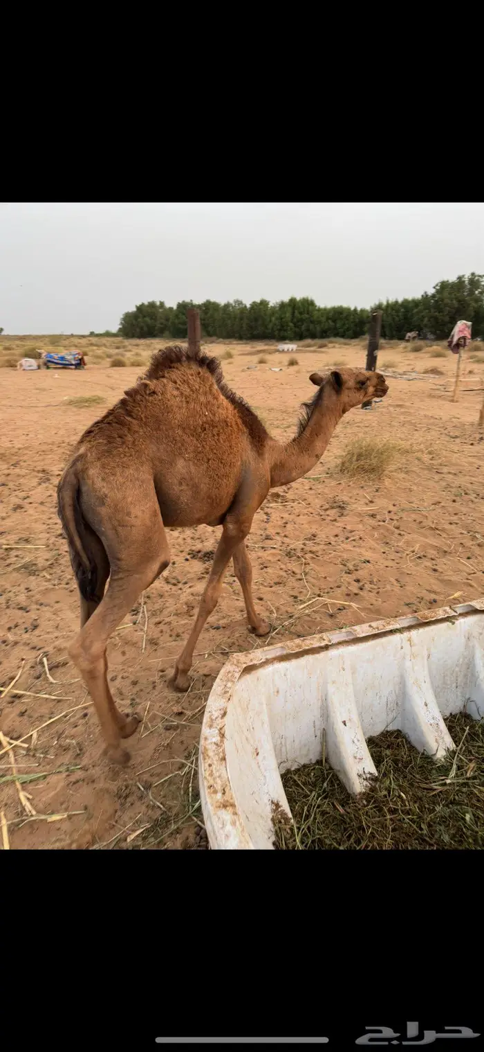 قعود ساحلي للبيع 0