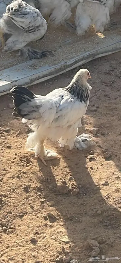 دجاج ابرهما كالمبي وحمام فرنسي بانتاجه 3