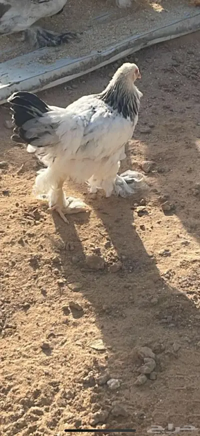 دجاج ابرهما كالمبي وحمام فرنسي بانتاجه 4