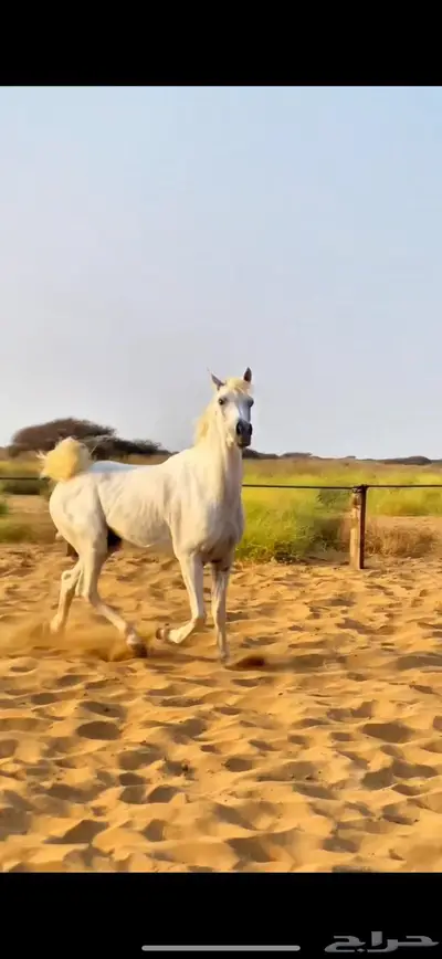 حصان شعبي 0