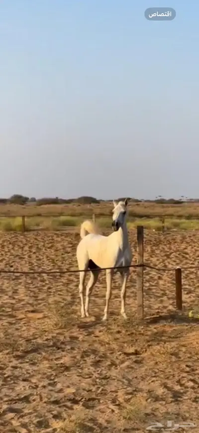 حصان شعبي 2