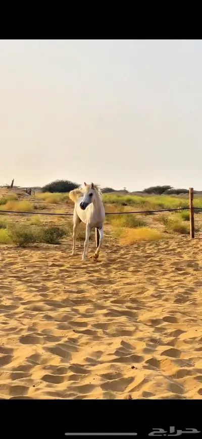 حصان شعبي 1