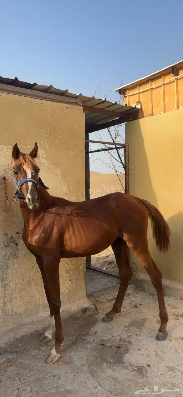 مهرات شعبيات للبيع 0