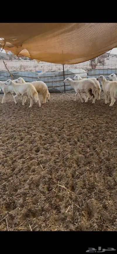 طليان حريه للبيع 1