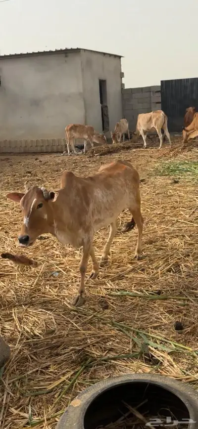 بقر مناتيج 3