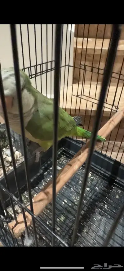 كويكر الراهب اخضر 2
