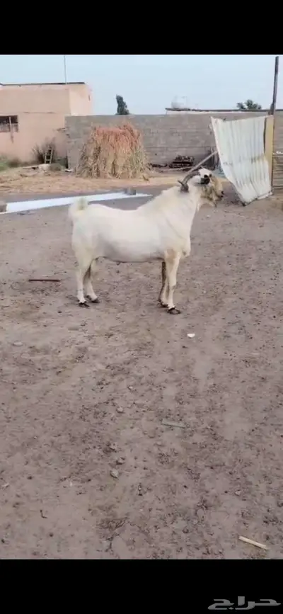 فحل بيشي فاخر ومنتج 0