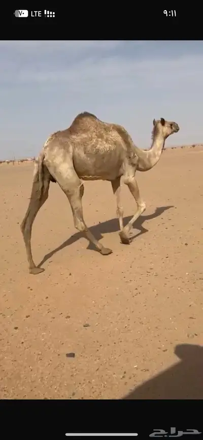 ناقه منتج بنت راهي مضفر 0