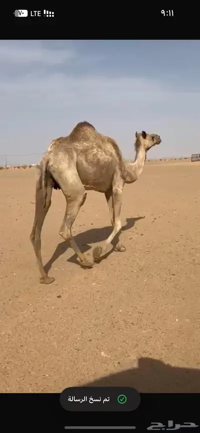 ناقه منتج بنت راهي مضفر 1