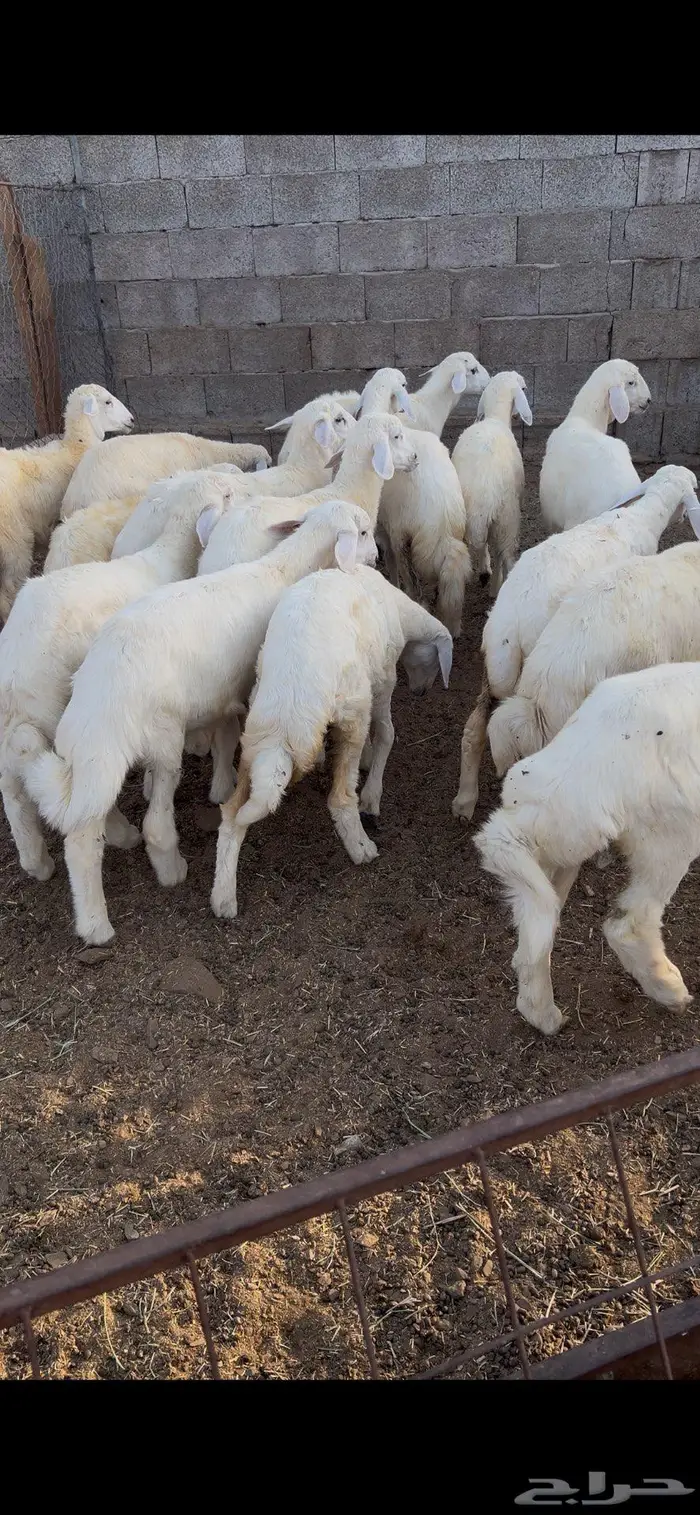 طليان ورخال حريه 0