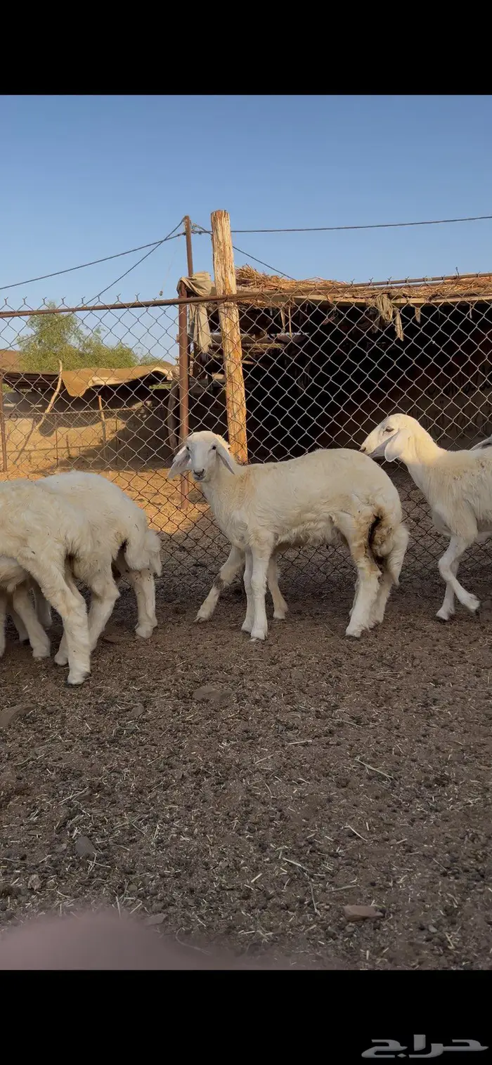 طليان ورخال حريه 4