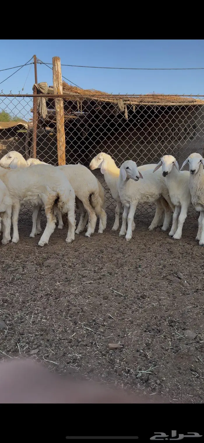 طليان ورخال حريه 3