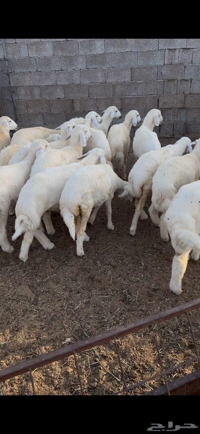 طليان ورخال حريه 1