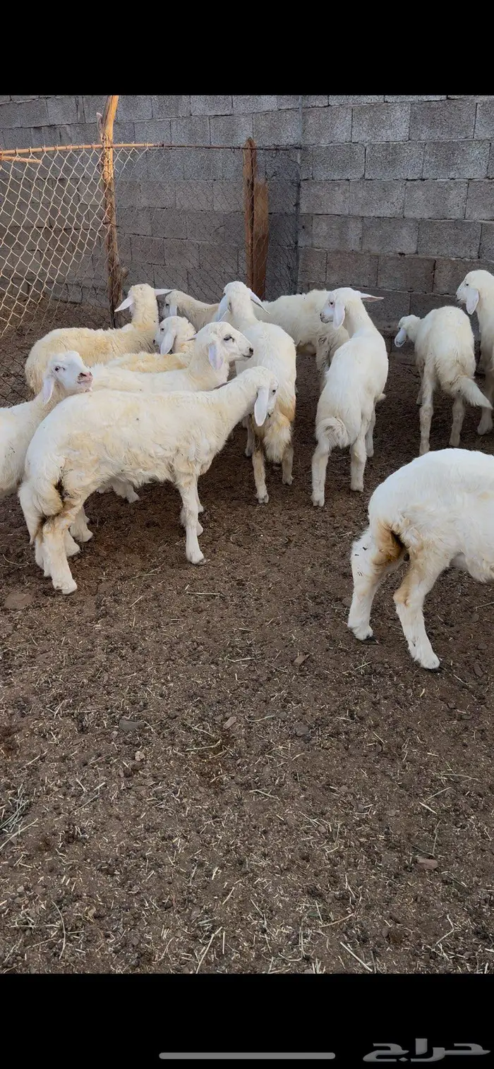 طليان ورخال حريه 2