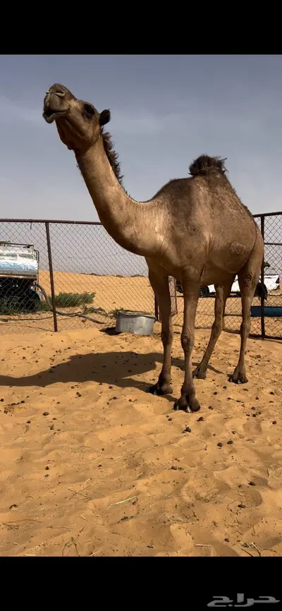 لقحه كفو رباع 1