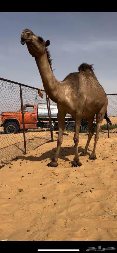 لقحه كفو رباع 0