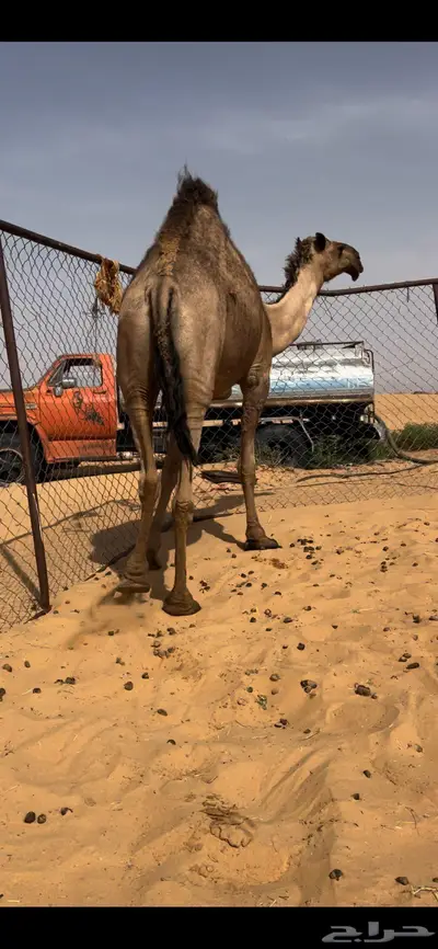 لقحه كفو رباع 2