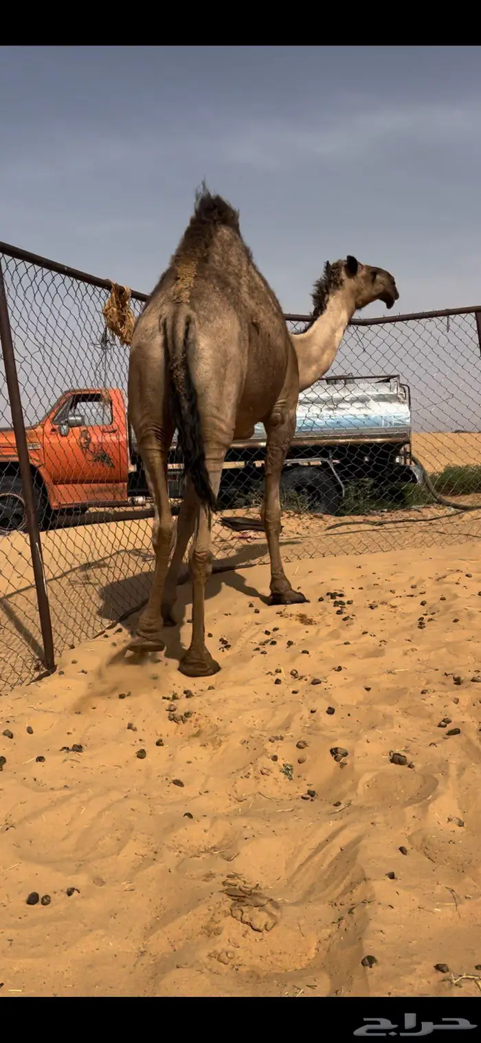 لقحه كفو رباع 2