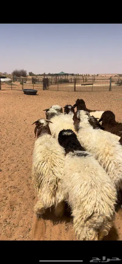 ذبايح نعيم طيبه 0