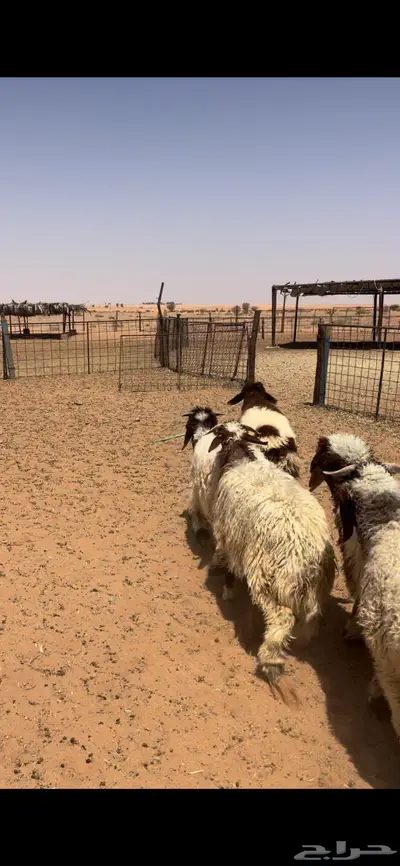 ذبايح نعيم طيبه 2