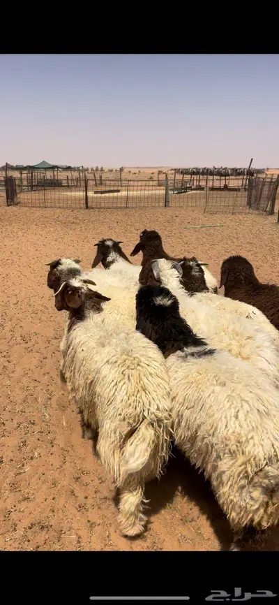 ذبايح نعيم طيبه 1