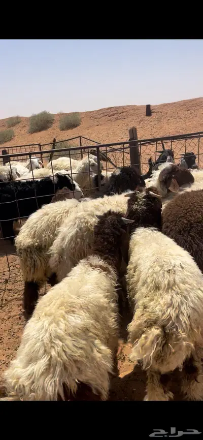 ذبايح نعيم طيبه 6