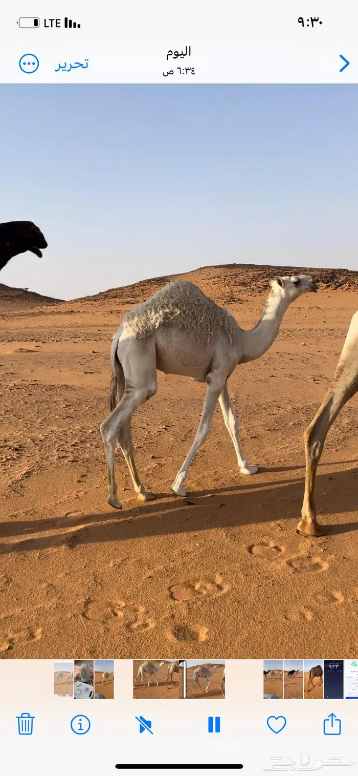 قعود اوضح كفو سلاله ابو عجاريد 0