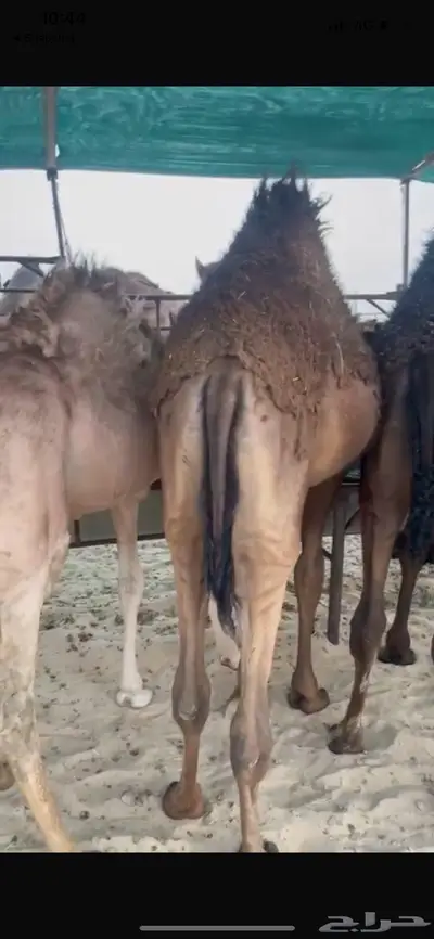 للبيع حوار مجهم فل 1