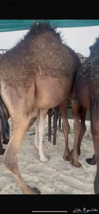 للبيع حوار مجهم فل 0