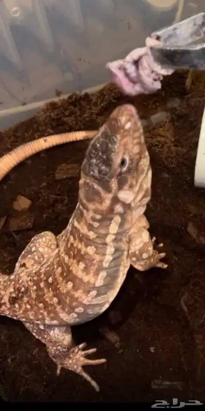 سحلية مفقوووده بالرياض حي الجزيره 1