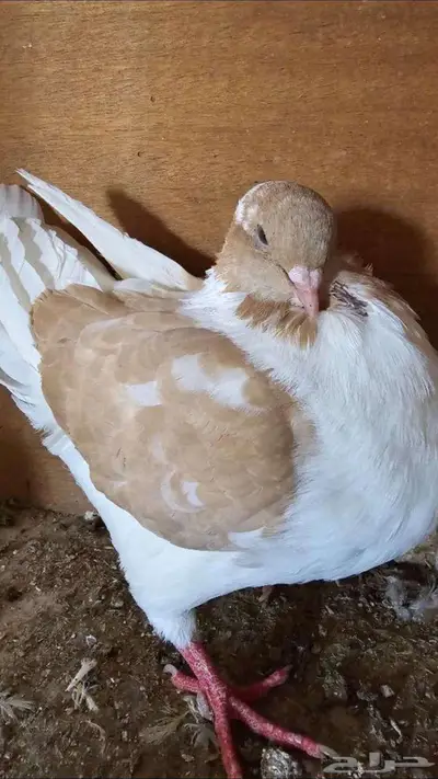 مودينا ذكر كريمي جامبو وولده اصفر كريمي 0
