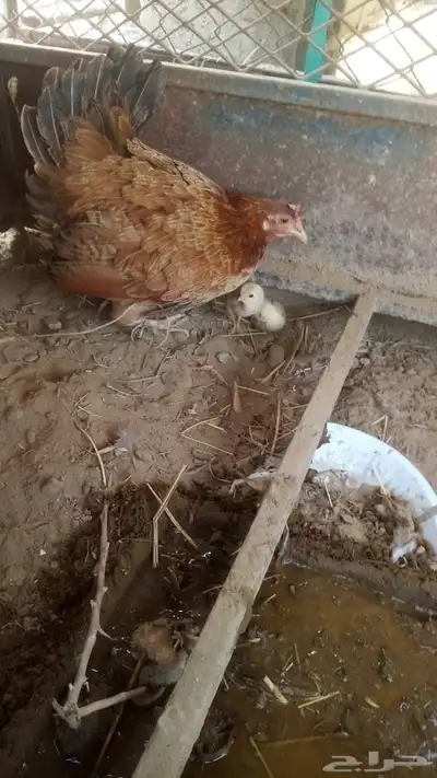 دجاجه مفرخه حلي 0